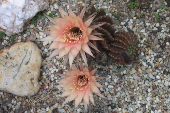 cactus-flower-0560