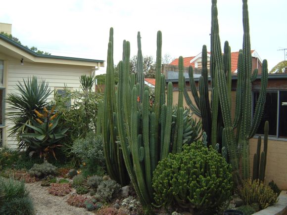 My old cactus garden. Cacti and succulents intermingled 