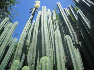 Towering San Pedro