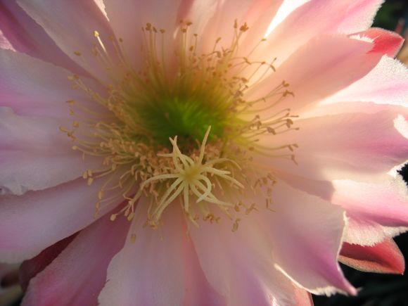 Cactus Flower