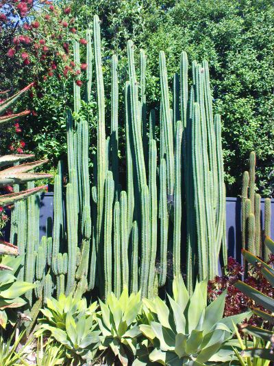 San Pedros Flower buds first appear late October early November