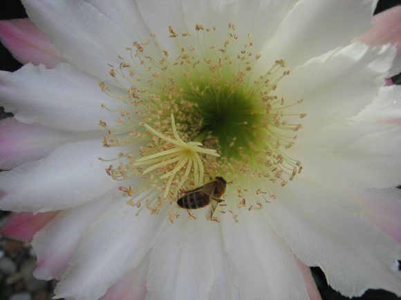 Cerus chalybaeus flower with bee