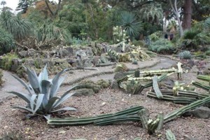 melbourne-botanic-garden-cactus-cacti-arid-cut-vandal