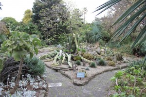 melbourne-botanic-garden-cactus-cacti-arid-cut-vandalised